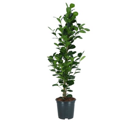 IKEA FICUS MICROCARPA (ИКЕА FICUS MICROCARPA)