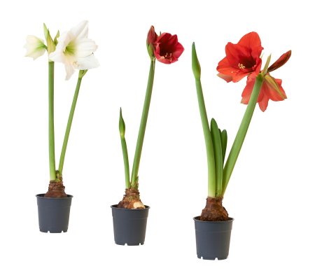 HIPPEASTRUM