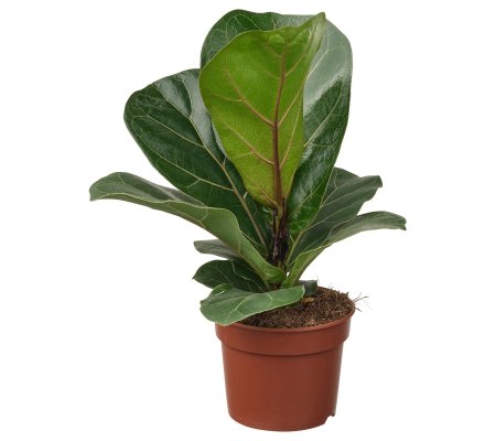 FICUS LYRATA BAMBINO