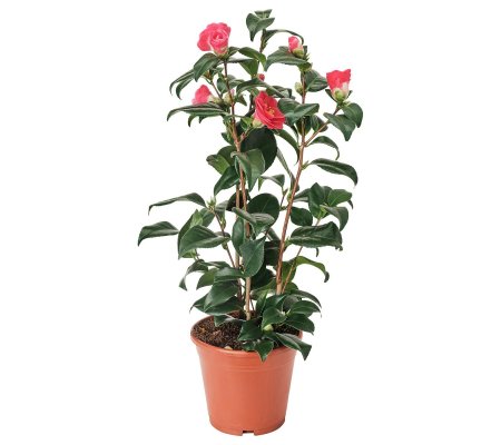 CAMELLIA JAPONICA
