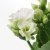 IKEA KALANCHOE (ИКЕА КАЛАНХОЭ) 90555401 фото - 6