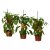 CAPSICUM ANNUUM IKEA CAPSICUM ANNUUM (ИКЕА КАПСИКУМ ГОДОВОЙ) 40547116