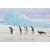 Картина на стекле Signal Penguins PENGUINS120