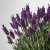 LAVANDULA - 3 IKEA LAVANDULA (ИКЕА ЛАВАНДУЛА) 60547120 фото - 3