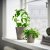 IKEA CITRONMELISS (ИКЕА ЦИТРОНМЕЛИСС) 70574189 фото - 2