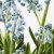 IKEA MUSCARI (ИКЕА МУСКАРИ) 40540370 фото - 4