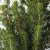 PICEA GLAUCA CONICA - 4 IKEA PICEA GLAUCA CONICA (ИКЕА ПИСЕЯ ГЛАУКА КОНИКА) 20561698 фото - 4