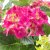 IKEA HYDRANGEA (ИКЕА HYDRANGEA) 40593085 фото - 5