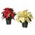 POINSETTIA IKEA POINSETTIA (ИКЕА ПУАНСЕТИЯ) 60561700