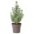 PINUS PINEA IKEA PINUS PINEA (ИКЕА ПИНУС ПИНЕЯ) 00561699