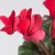 IKEA CYCLAMEN (ИКЕА CYCLAMEN) 80592376 фото - 2