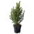 PICEA GLAUCA CONICA IKEA PICEA GLAUCA CONICA (ИКЕА ПИСЕЯ ГЛАУКА КОНИКА) 20561698