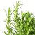 IKEA ROSMARINUS OFFICINALIS (ИКЕА РОЗМАРИНУС ЛЕКАРСТВЕННЫЙ) 80547124 фото - 4