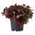 IKEA GAULTHERIA PROCUMBENS (ИКЕА ГАУЛТЕРИЯ ПРОКУМБЕНС) 00535016