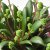 IKEA CRASSULA ORBINCULARIS (ИКЕА КРАССУЛА ОРБИНКУЛЯРИС) 60569758 фото - 3