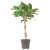 IKEA FICUS BENGHALENSIS (ИКЕА ФИКУС БЕНГАЛЕНСКИЙ) 70543602