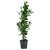 IKEA FICUS MICROCARPA (ИКЕА FICUS MICROCARPA) 90623179