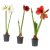 HIPPEASTRUM IKEA HIPPEASTRUM (ИКЕА ГИППЕАСТРУМ) 80561695