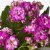 IKEA KALANCHOE (ИКЕА КАЛАНХОЭ) 90555401 фото - 3