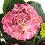 IKEA HYDRANGEA (ИКЕА HYDRANGEA) 40593085 фото - 6