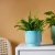 IKEA SAMMETSSYREN (ИКЕА САММЕТСИРЕН) 90642583 фото - 2
