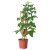 SOLANUM LYCOPERSICUM IKEA SOLANUM LYCOPERSICUM (ИКЕА СОЛАНУМ ЛИКОПЕРСИКУМ) 40547121