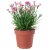 DIANTHUS IKEA DIANTHUS (ИКЕА ДИАТУС) 80547119