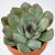 SUCCULENT - 4 IKEA SUCCULENT (ИКЕА СУККУЛЕНТНЫЙ) 20543223 фото - 4