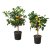 IKEA CITRUS (ИКЕА ЦИТРУСОВЫЕ) 40593561