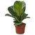 IKEA FICUS LYRATA BAMBINO (ИКЕА FICUS LYRATA BAMBINO) 30598682
