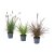 IKEA PENNISETUM (ИКЕА ПЕННИСЕТУМ) 60592382