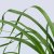 IKEA BEAUCARNEA RECURVATA (ИКЕА BEAUCARNEA RECURVATA) 40580200 фото - 2