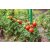 Садовый колышек Garden Line 1,6х180 см Зеленый DEN9029 фото - 6