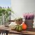 IKEA CUCURBITA (ИКЕА КУКУРБИТТА) 50582294 фото - 2