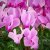 IKEA CYCLAMEN (ИКЕА CYCLAMEN) 80592376 фото - 4