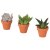 SUCCULENT IKEA SUCCULENT (ИКЕА СУККУЛЕНТНЫЙ) 20543223