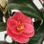 IKEA CAMELLIA JAPONICA (ИКЕА CAMELLIA JAPONICA) 50592387 фото - 4