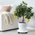 IKEA CITRUS (ИКЕА ЦИТРУСОВЫЕ) 10540362 фото - 3
