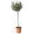 OLEA EUROPAEA IKEA OLEA EUROPAEA (ИКЕА ОЛЕА ЕВРОПА) 20547122