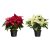 POINSETTIA IKEA POINSETTIA (ИКЕА ПУАНСЕТТИЯ) 80535022