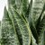 IKEA SANSEVIERIA (ИКЕА САНСЕВЬЕРА) 90543818 фото - 2