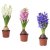IKEA HYACINTHUS (ИКЕА ГИАЦИНТ) 60561696