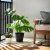IKEA BROKTRAST (ИКЕА БРОКТРАСТ) 20635393 фото - 2