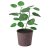 IKEA SMATARNA (ИКЕА СМАТРАННА) 60630727