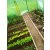 Парник теплица Garden Line 4x2,5x2 м Белый TUN5590 фото - 10