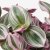 IKEA TRADESCANTIA (ИКЕА ТРАДЕСКАНЦИЯ) 70574896 фото - 4