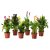 ZANTEDESCHIA IKEA ZANTEDESCHIA (ИКЕА ЗАНТЕДЕСКИЯ) 80569757