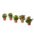 IKEA KALANCHOE (ИКЕА КАЛАНХОЭ) 70575155