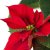IKEA POINSETTIA (ИКЕА ПУАНСЕТИЯ) 80592381 фото - 2