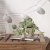 IKEA FEJKA (ИКЕА ФЕЙКА) 40571677 фото - 3